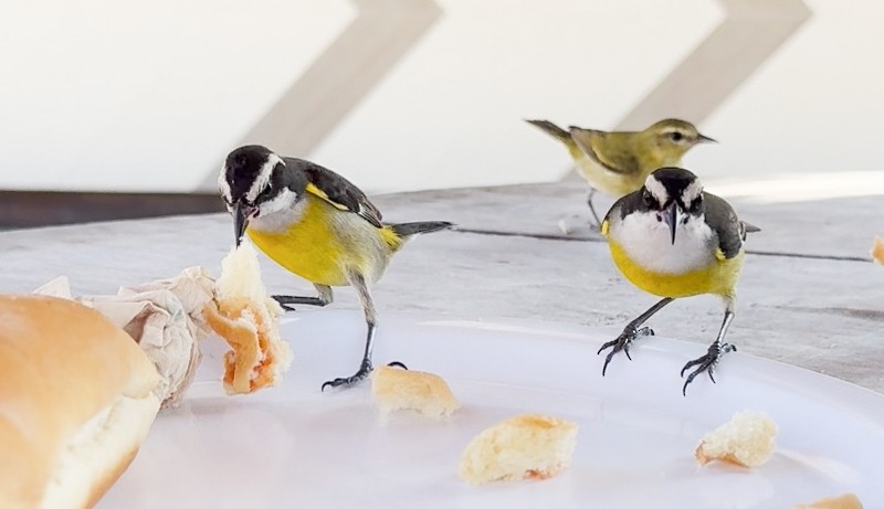 Bananaquit (Cozumel I.) - ML631042259