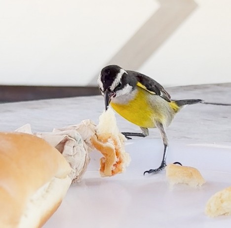 Bananaquit (Cozumel I.) - ML631042266