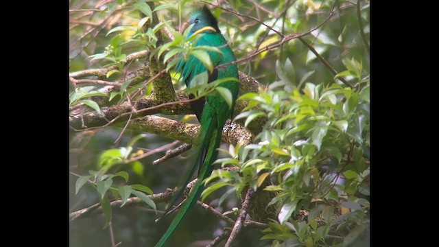 Resplendent Quetzal - ML631042275