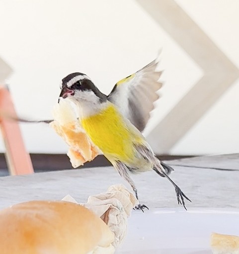 Bananaquit (Cozumel I.) - ML631042315