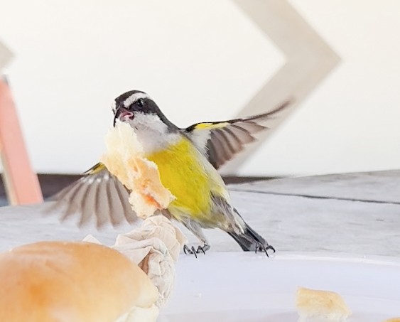 Bananaquit (Cozumel I.) - ML631042350