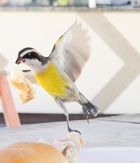 Bananaquit (Cozumel I.) - ML631042392