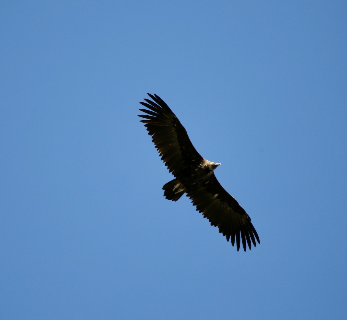 Eurasian Griffon - ML631042426