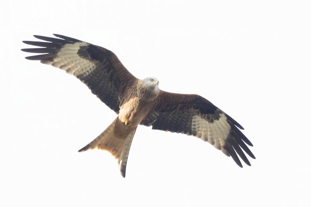 Red Kite - ML631042503