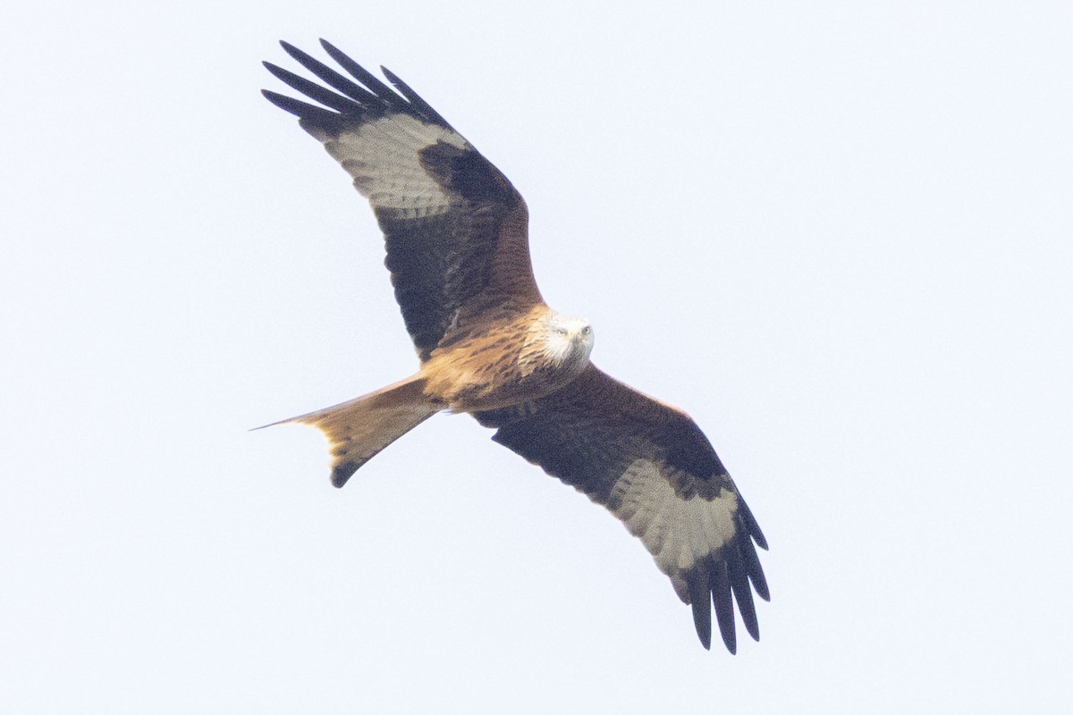 Red Kite - ML631042504