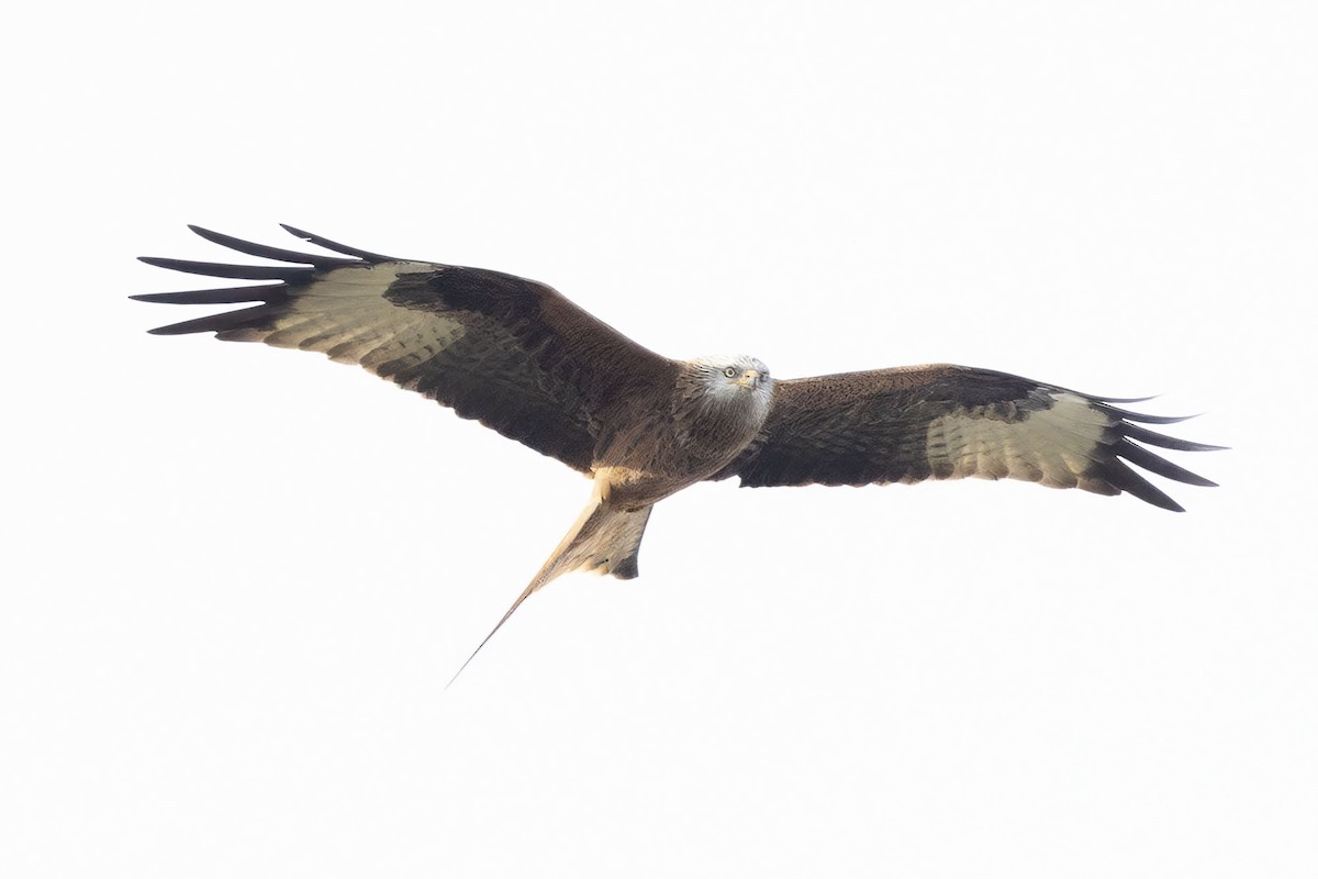 Red Kite - ML631042505