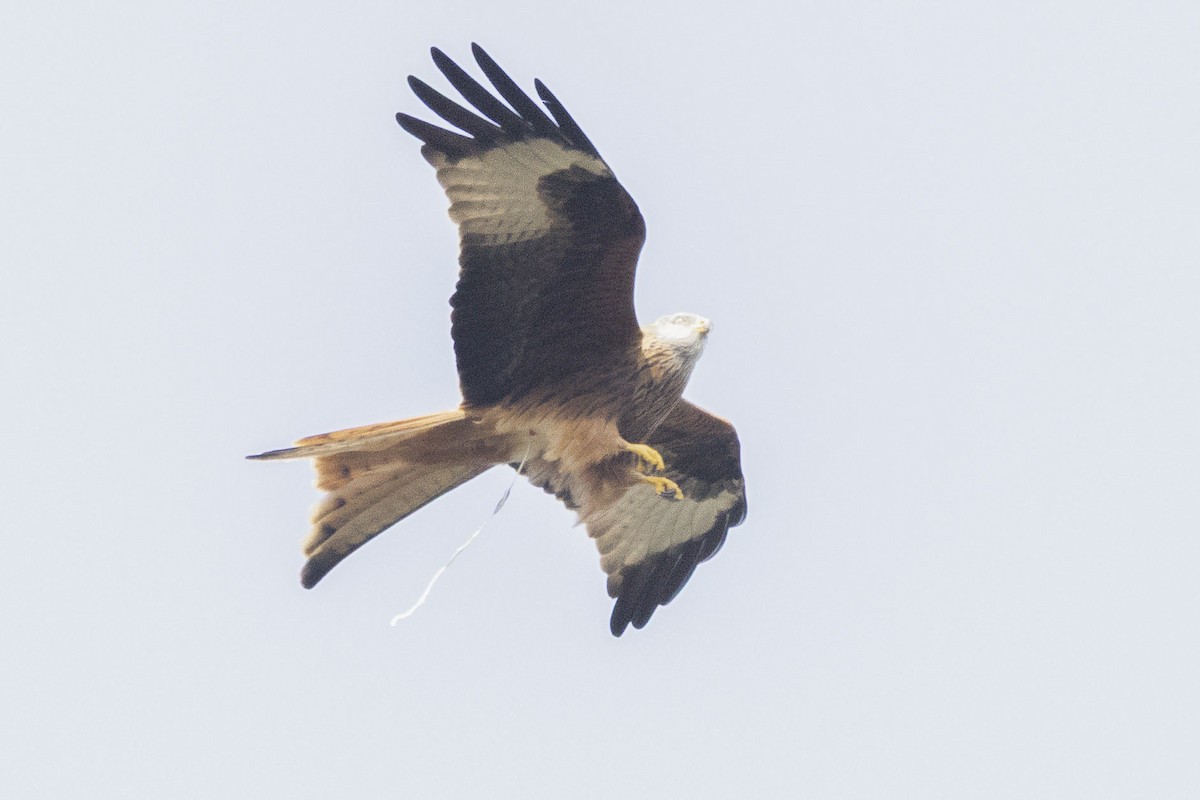 Red Kite - ML631042506