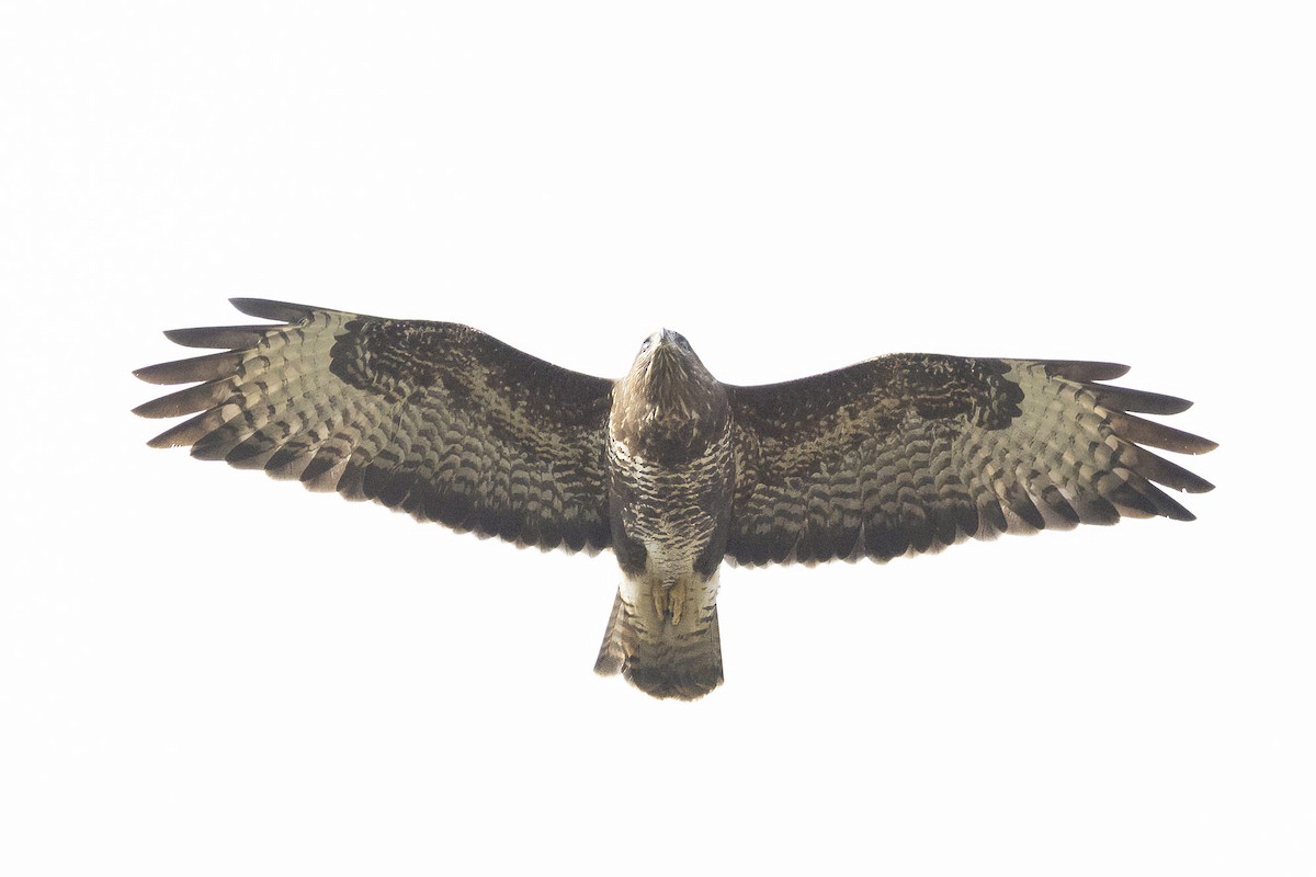 Common Buzzard - ML631042508
