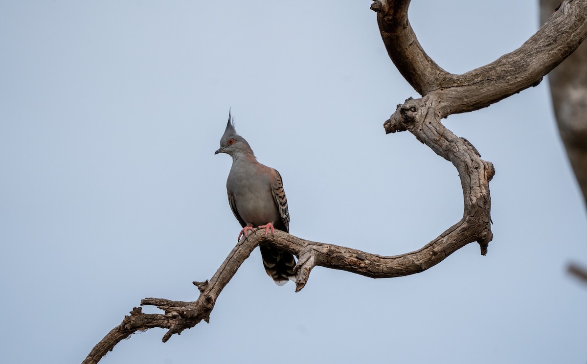 Crested Pigeon - ML631042608