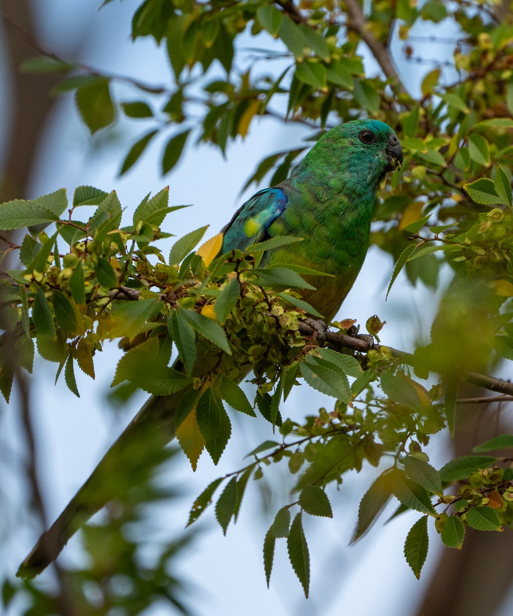 Red-rumped Parrot - ML631042612
