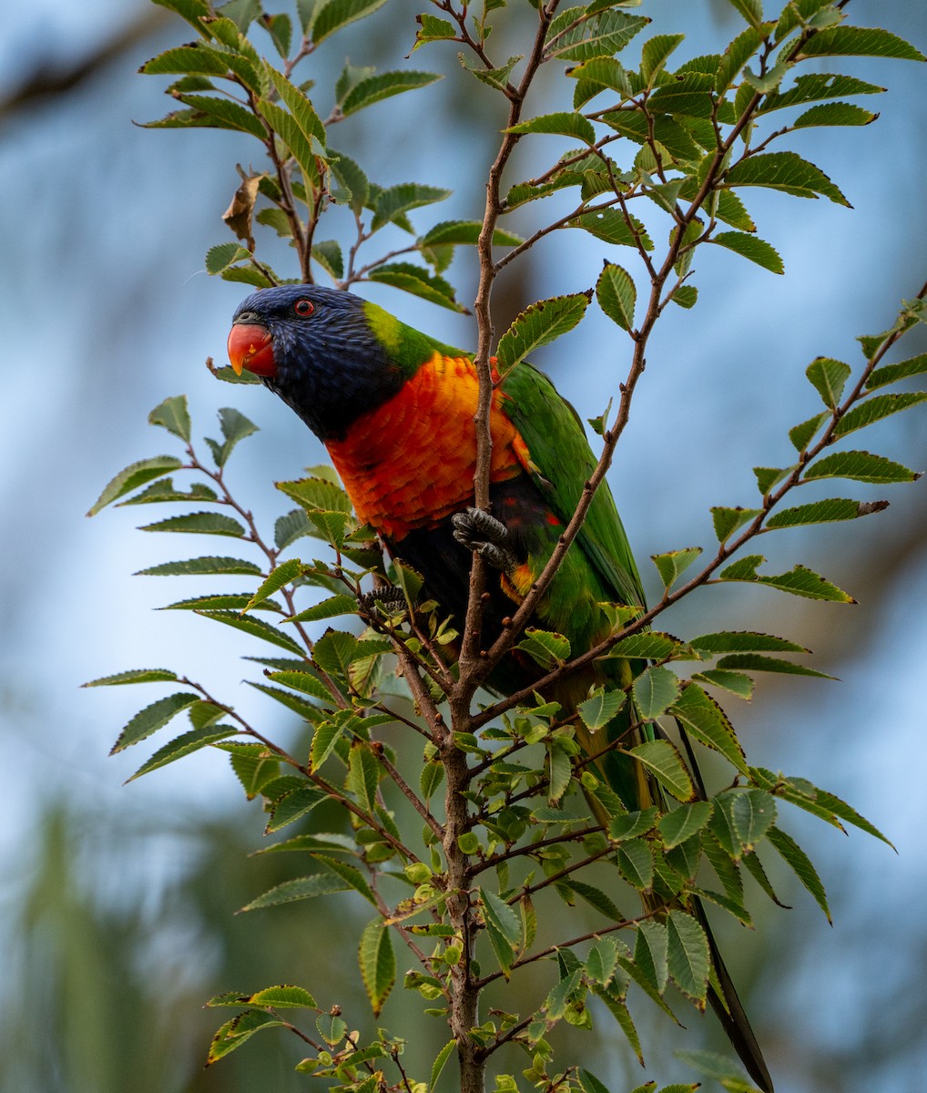 Rainbow Lorikeet - ML631042613