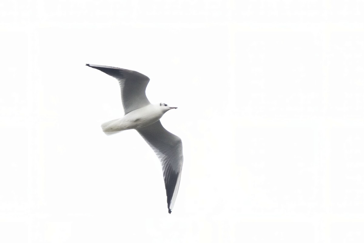 Black-headed Gull - ML631042638