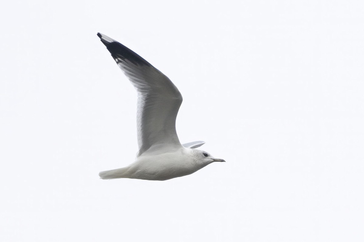 Common Gull - ML631042643