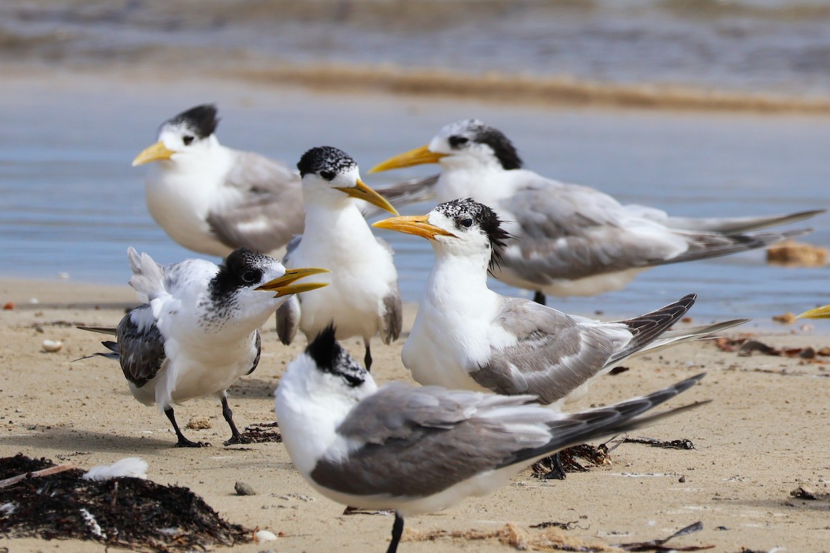 Great Crested Tern - ML631042707