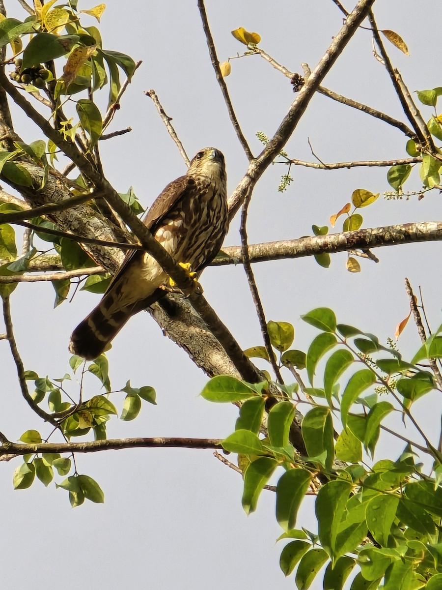 Merlin - ML631042794