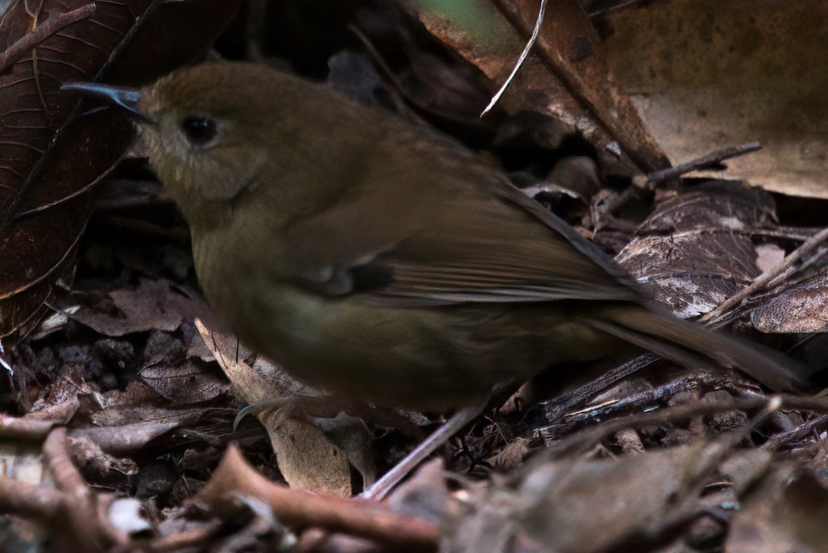 Atherton Scrubwren - ML631042865