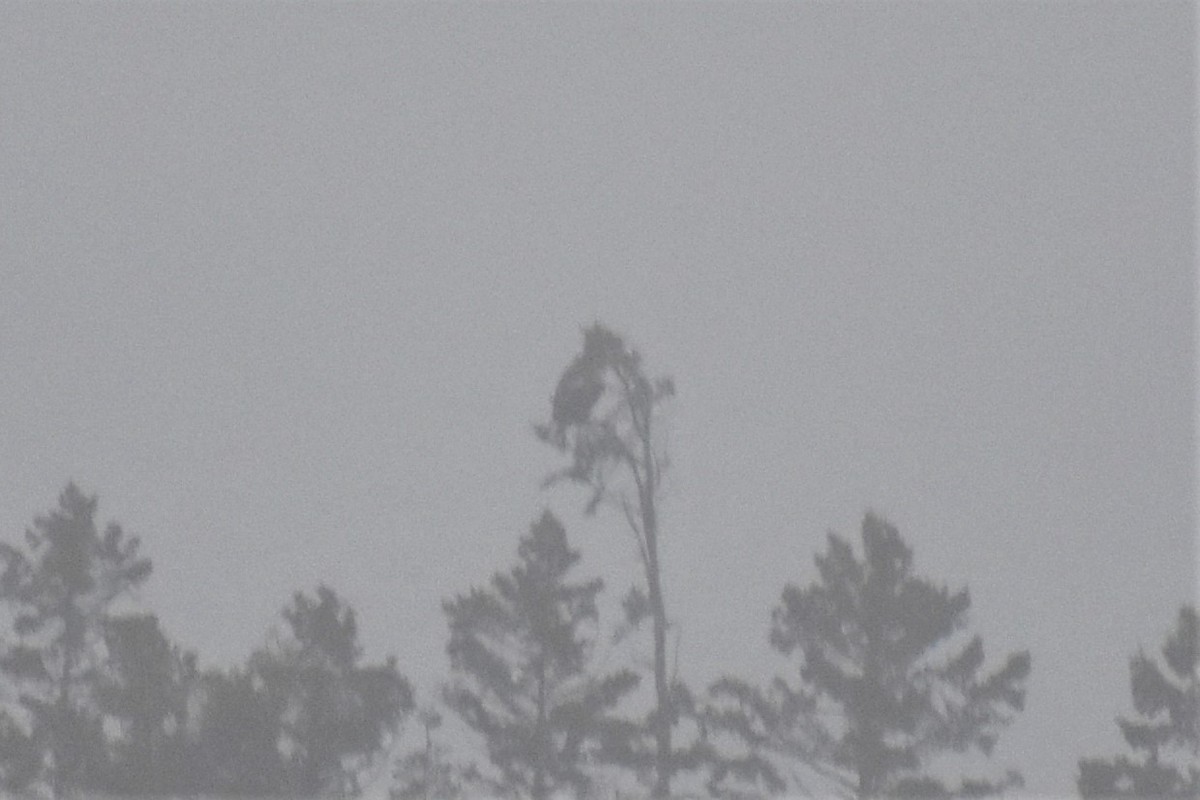 Steller's Sea-Eagle - ML631042896