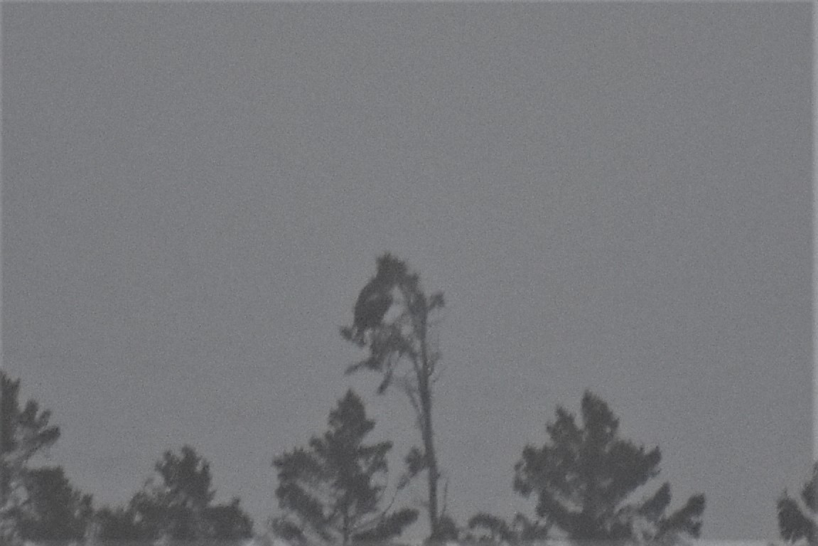 Steller's Sea-Eagle - ML631042897