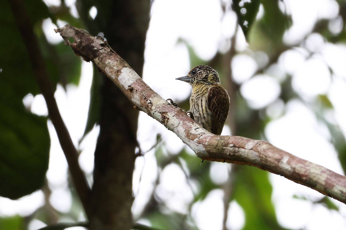 Bar-breasted Piculet - ML631043020
