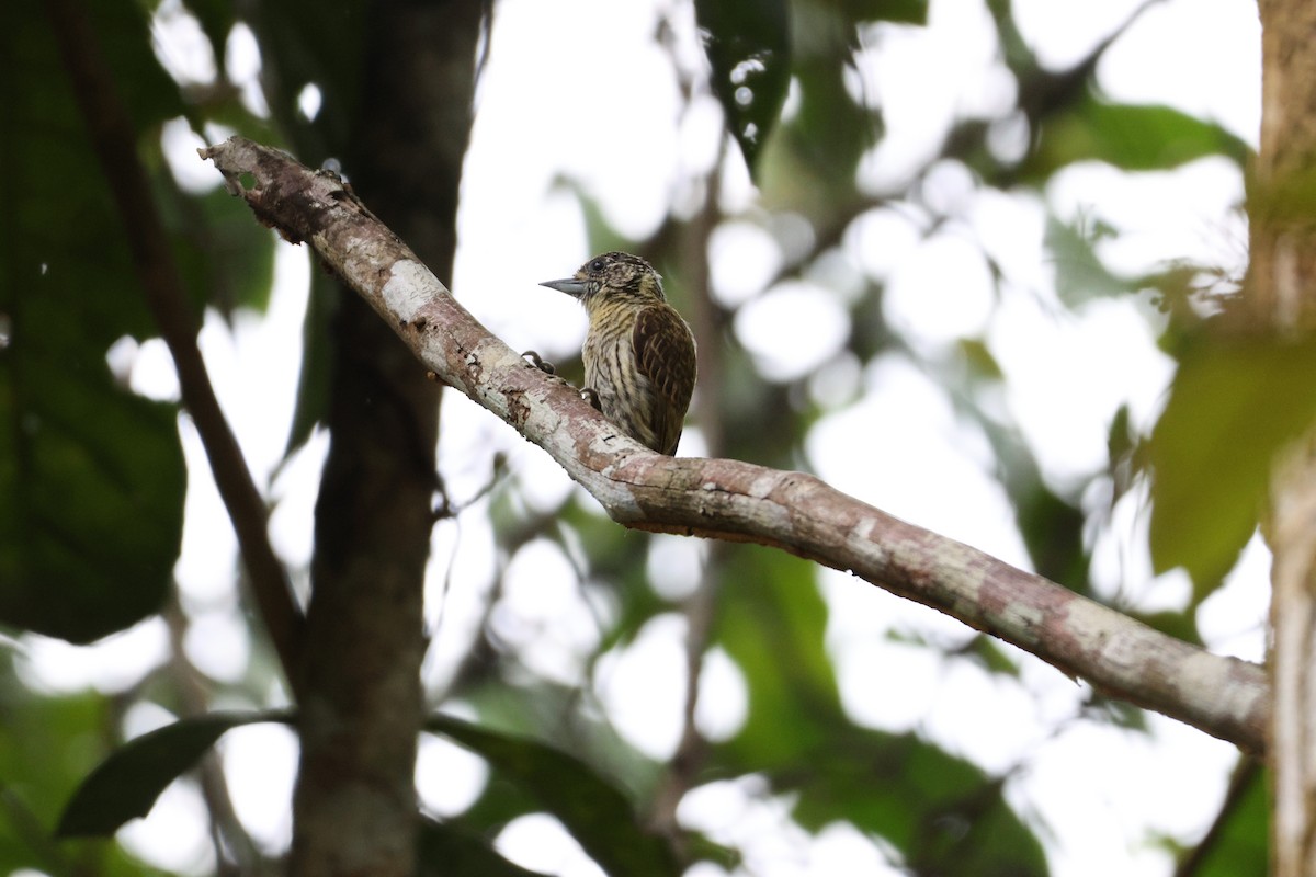 Bar-breasted Piculet - ML631043030