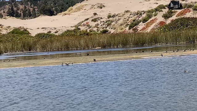 Hudsonian Godwit - ML631043148