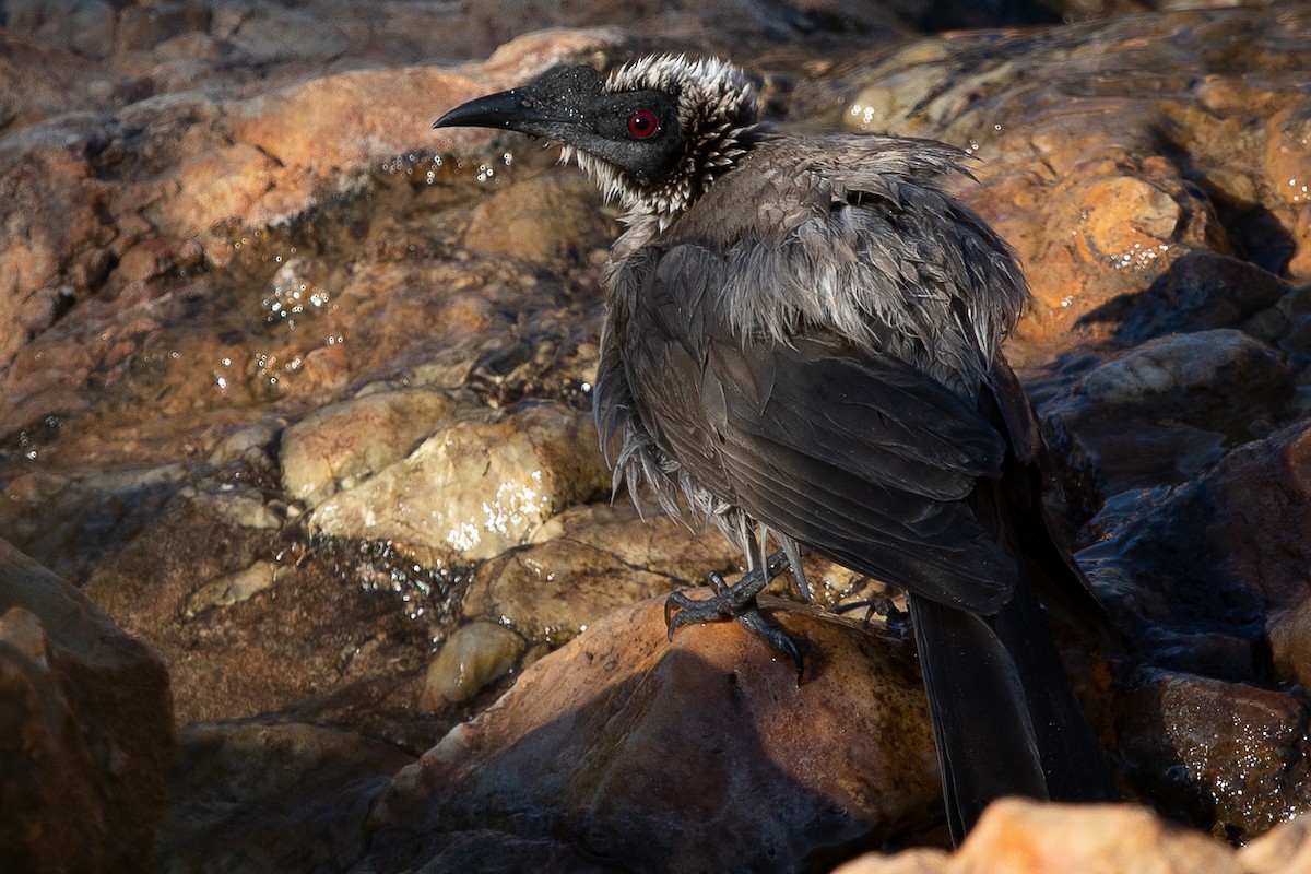 Silver-crowned Friarbird - ML631043374