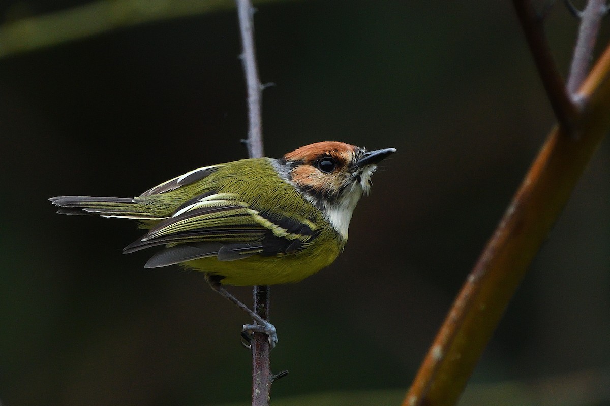 Rufous-crowned Tody-Flycatcher - ML631043546