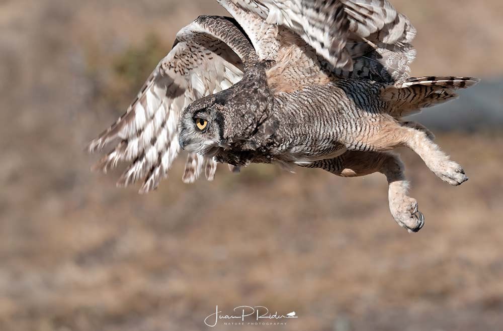 Lesser Horned Owl - ML631043562