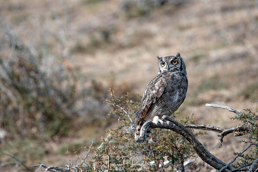 Lesser Horned Owl - ML631043563