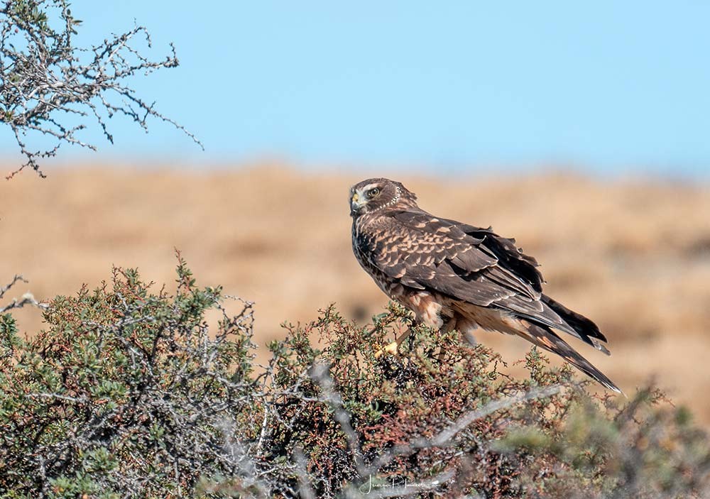Cinereous Harrier - ML631043567