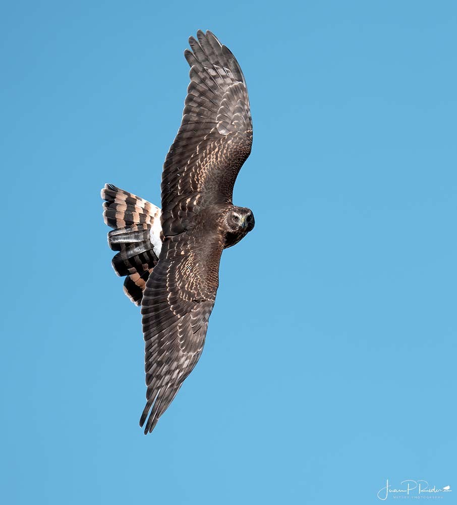 Cinereous Harrier - ML631043568