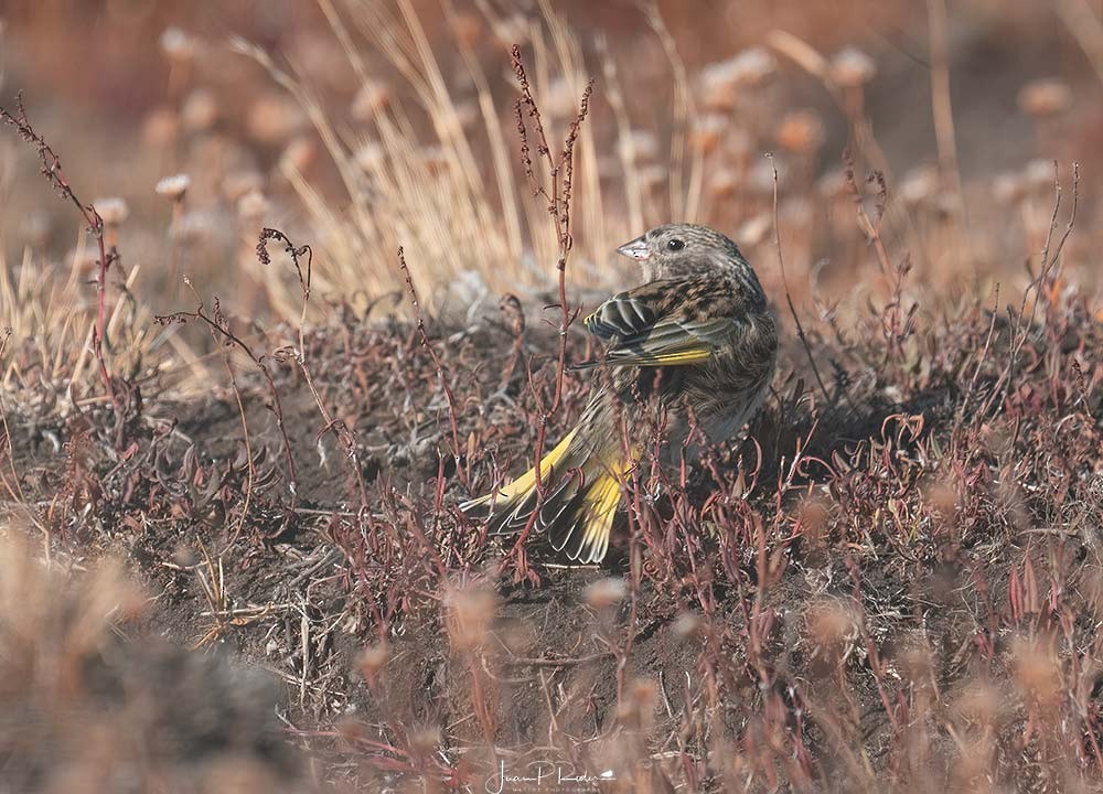 White-bridled Finch - ML631043765