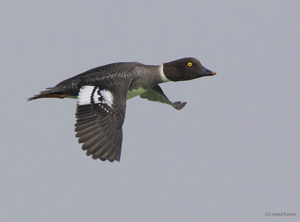 עבראש ירוק - ML631043966