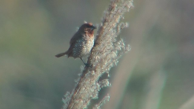 Scaly-breasted Munia - ML631044026