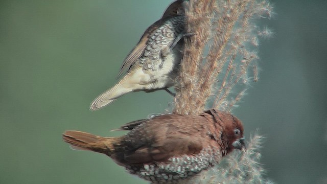 Scaly-breasted Munia - ML631044042