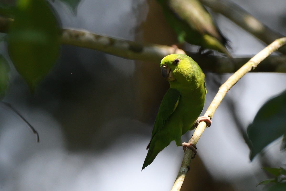 Dusky-billed Parrotlet - ML631044258