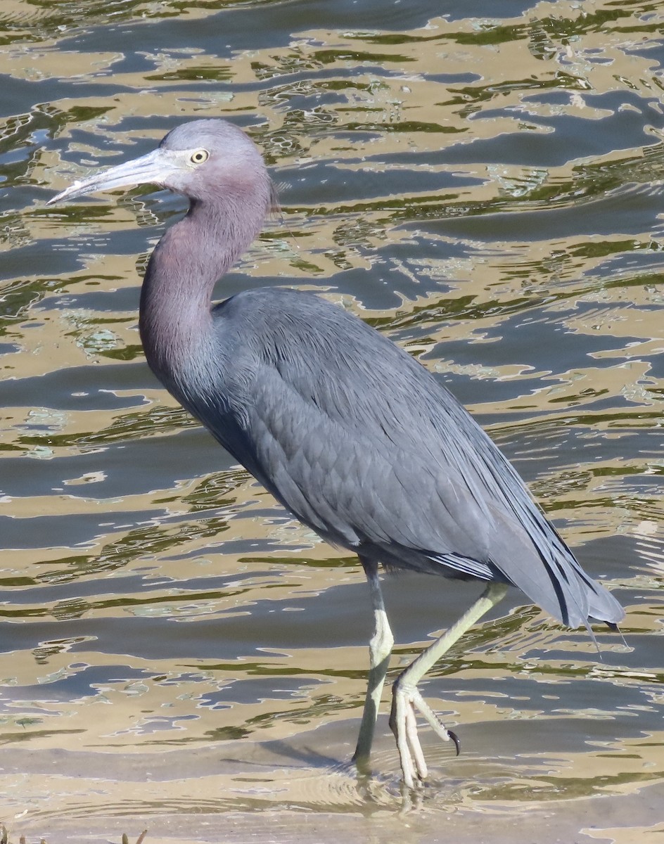 Little Blue Heron - ML631044636