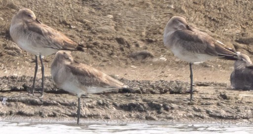 Black-tailed Godwit - ML631044660