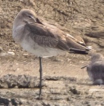 Black-tailed Godwit - ML631044661