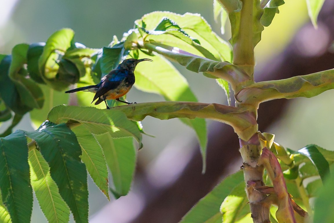 Regal Sunbird - ML631044680