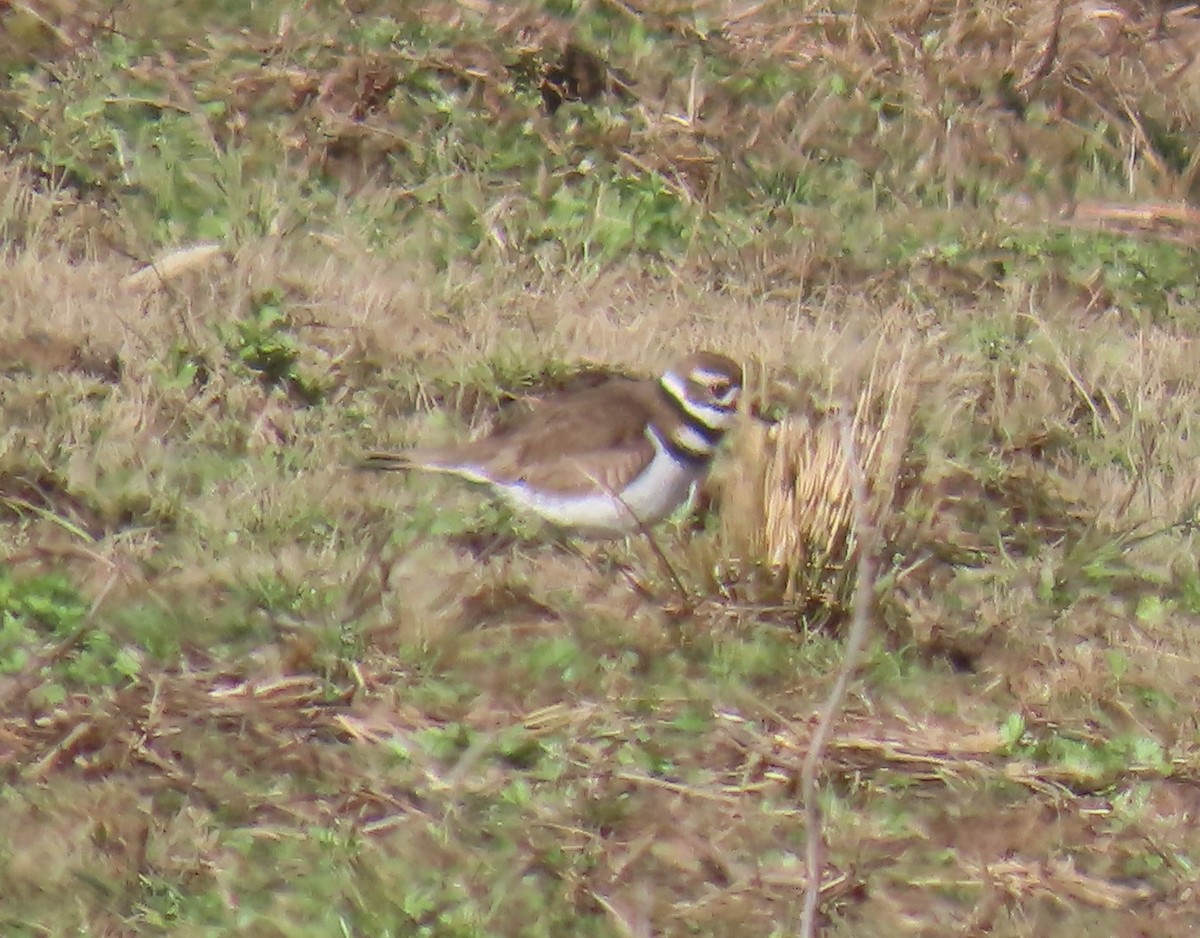 tobeltelo - ML631044715