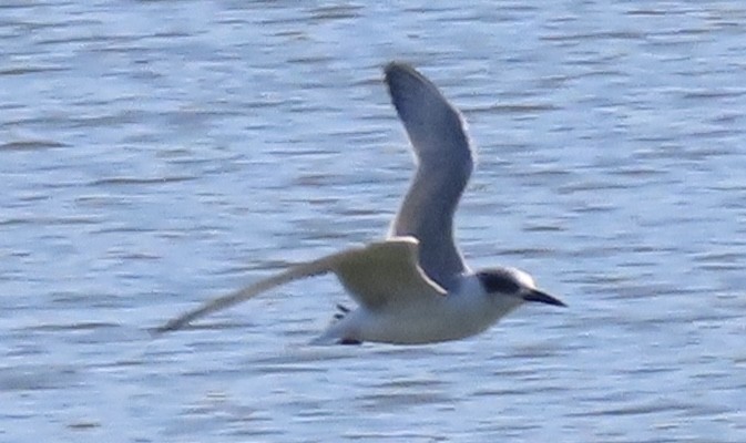 Forster's Tern - ML631044769