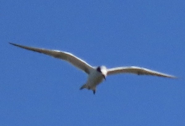 Forster's Tern - ML631044770