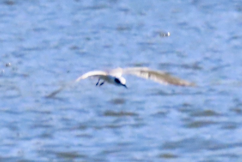 Forster's Tern - ML631044772
