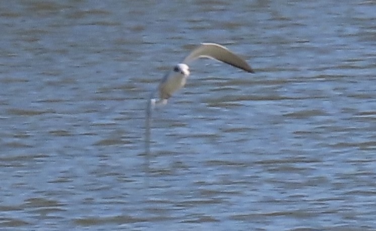 Forster's Tern - ML631044773