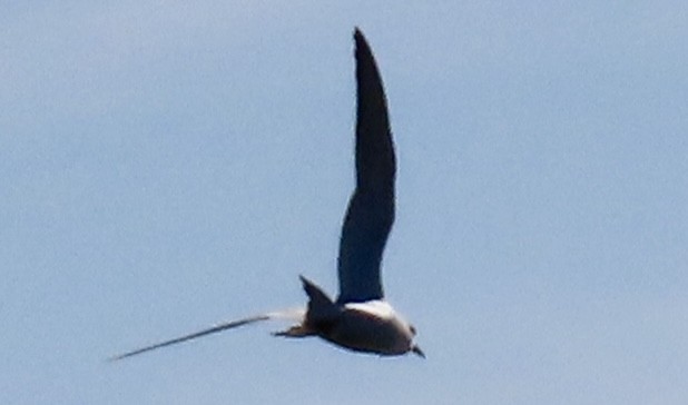 Forster's Tern - ML631044774