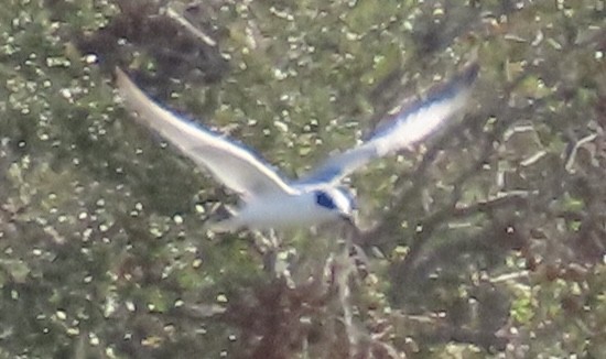 Forster's Tern - ML631044775
