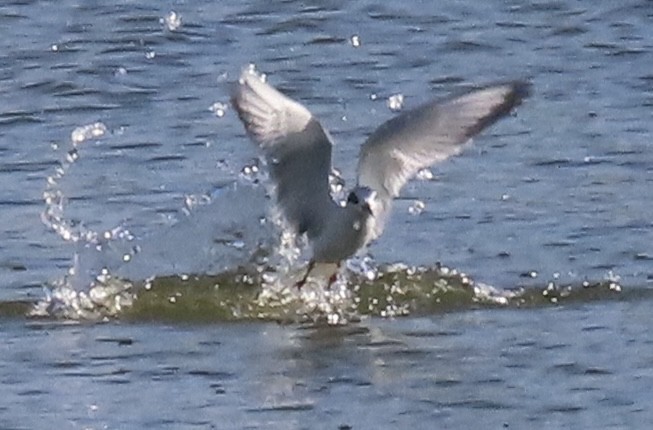 Forster's Tern - ML631044776