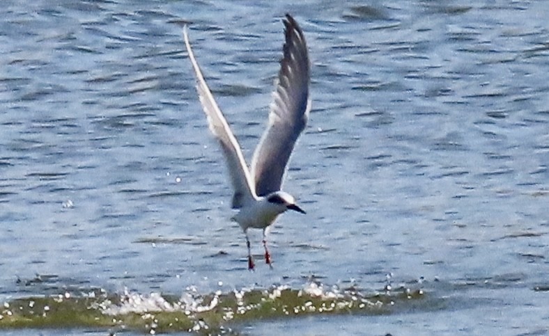 Forster's Tern - ML631044779