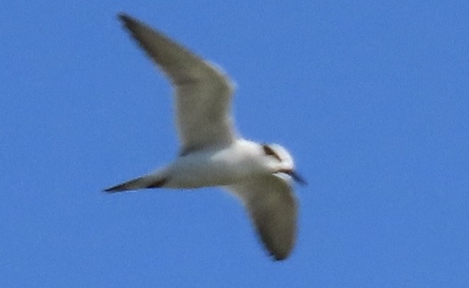 Forster's Tern - ML631044780